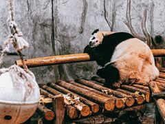 -深圳野生动物园