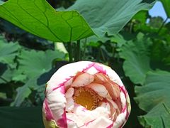 -陈家山荷花公园