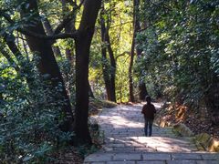 -东莞市大岭山森林公园