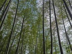 -宜兴龙背山森林公园