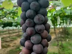 -海堤葡萄园中小学生研学基地