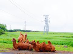 -草原天路(张北县)