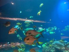 -海棠湾洲际-涛·海底餐厅·美人鱼·自助餐·海底隧道