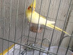-燕庭·纯燕窝·甜品下午茶(南京西路店)