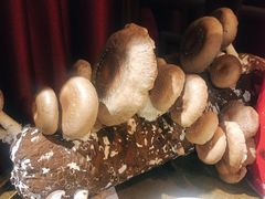 手剪香菇-谭鸭血老火锅(漳州路店)