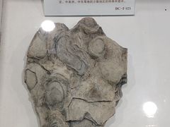 -中国第四纪冰川遗迹陈列馆