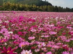 -径山花海