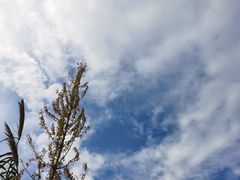 -瑶湖郊野森林公园