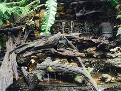 -Fern Forest Cafe