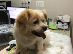 -爱侣·安琦尔宠物医院·中兽医针灸·心内科·狂犬免疫点(宝山区院)