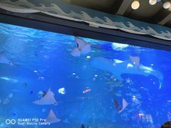 -烟台海昌鲸鲨海洋公园