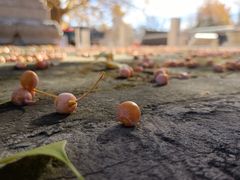 -北京石刻艺术博物馆(五塔寺)