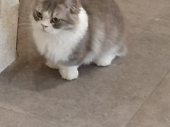 -飞行喵MR PILOT|猫舍·猫咖(静安大融城店)