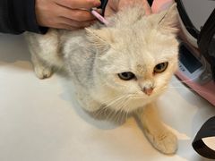 -御宝贝·A梦猫科宠物医院(国际猫友好医院)