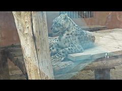 -青藏高原野生动物园