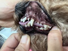 -宠福鑫康馨动物医院·骨科·眼科