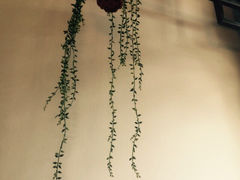 iphone_upload_pic-后海16号·北京私房菜