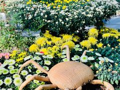 -上海共青森林公园