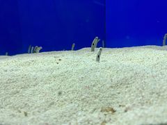 -上海海洋水族馆