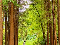 -马峦山郊野公园