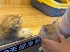 -欣宠猫屋·矮脚拿破仑·蓝金金渐层