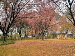 -南山植物园