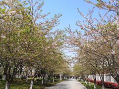 -高东镇樱花园