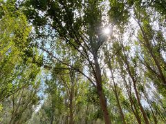 -长白岛森林公园