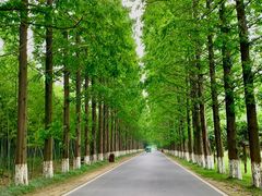 -黄海国家森林公园