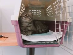 -伟伟宠物医院·瑞派猫友好医院·猫科(光谷店)