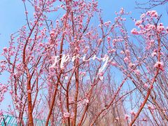 -大兴滨河森林公园