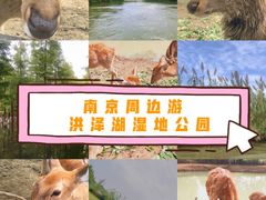 -泗洪洪泽湖湿地景区