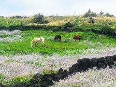 -涉地可支