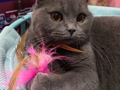 -Husky Go! 哈士奇体验馆·宠物咖啡厅狗咖