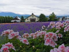 -富田农场