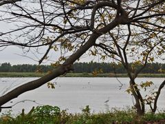 -大湾区中央湿地公园
