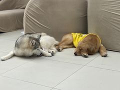 -怪兽屋·羊驼·猫咖·狗咖(俊华广场店)