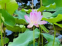 -金银湖国家城市湿地公园