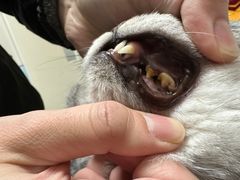 -中农国际动物医院24小时·猫科·骨科·急重症中心