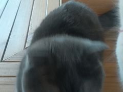 -猫的茶·猫咖