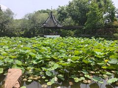 -上海醉白池公园