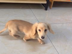 -康爱犬猫诊所·牙专科·骨外科·影像内科(丰宁店)