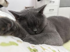-伟伟宠物医院·瑞派猫友好医院·猫科(光谷店)