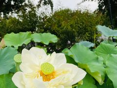 -莲花池公园