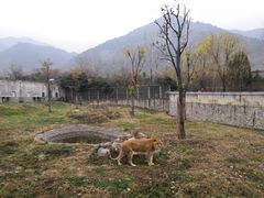 -西安秦岭野生动物园