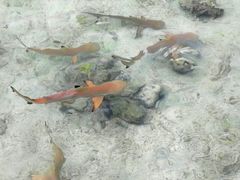 -苏米龙岛