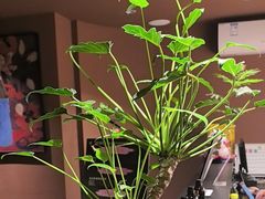 -泰·菩提树下[泰式按摩x精油SPAx肩颈头疗](新景店)