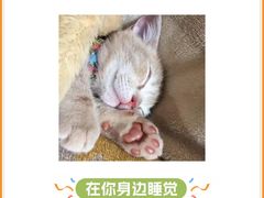 -半岛宠物医院24小时(科华中路店)