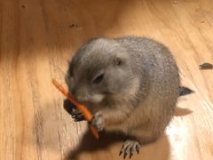 -藦茜花园宠物主题亲子互动体验馆(国顺东路店)