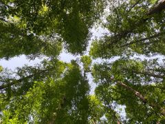 -日照海滨国家森林公园